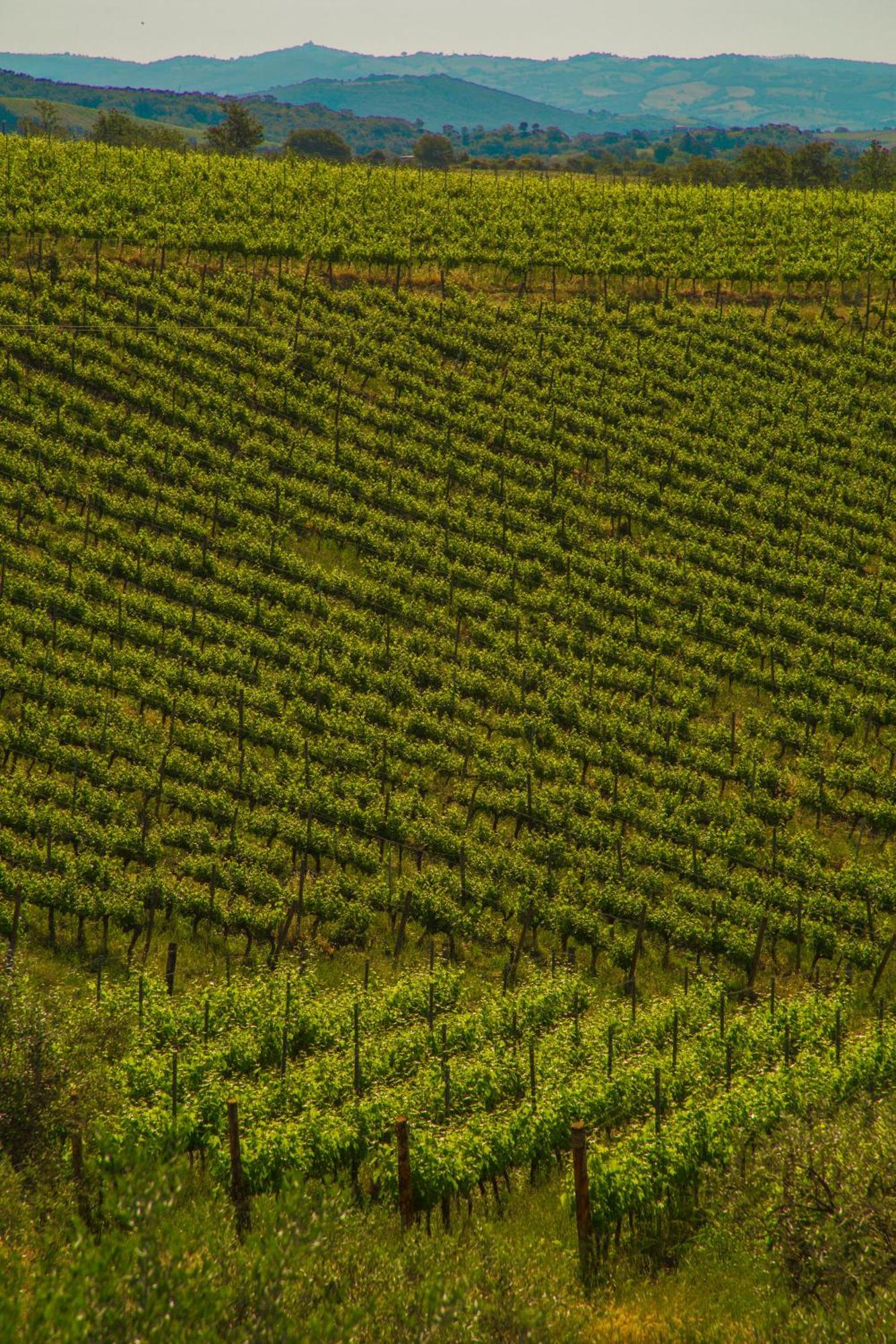 Fattoria Di Magliano Winery Villa Magliano in Toscana Phòng bức ảnh