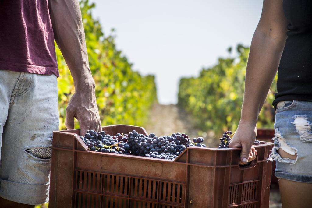 Fattoria Di Magliano Winery Villa Magliano in Toscana Ngoại thất bức ảnh