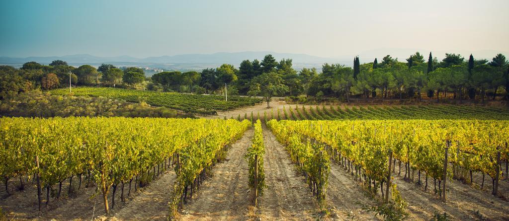 Fattoria Di Magliano Winery Villa Magliano in Toscana Ngoại thất bức ảnh
